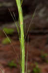 Eastern turkeybeard